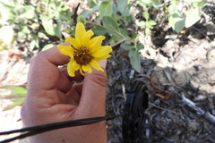 Helianthus niveus