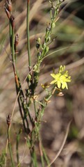 Bulbine cepacea