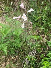 Penstemon laxiflorus