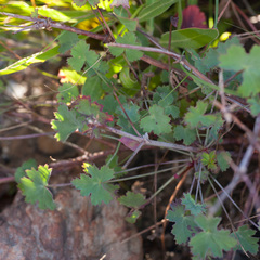 Pelargonium patulum patulum