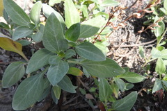Helianthus niveus