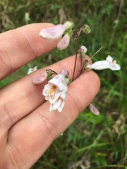 Penstemon laxiflorus