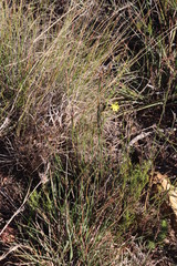 Bulbine cepacea