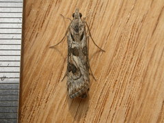 Nomophila corticalis