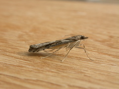 Nomophila corticalis