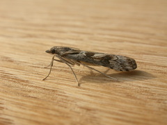 Nomophila corticalis