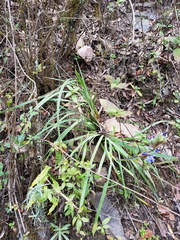 Orthrosanthus monadelphus