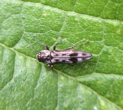 Agrilus lecontei