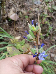 Orthrosanthus monadelphus