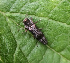 Agrilus lecontei