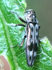 Agrilus lecontei
