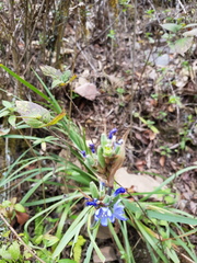 Orthrosanthus monadelphus