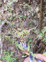 Orthrosanthus monadelphus