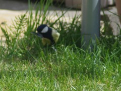 Parus major newtoni