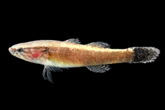 Largescaled Spinycheek Sleeper photo 4