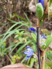 Orthrosanthus monadelphus