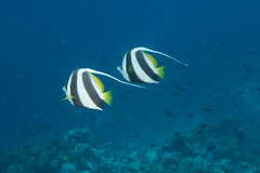 Heniochus diphreutes