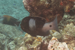 Gracila albomarginata