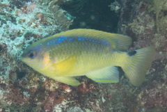 Chrysiptera leucopoma