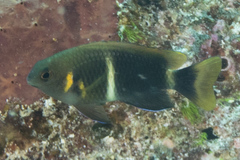 Chrysiptera leucopoma