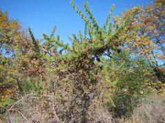 Aspalathus astroites