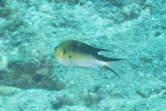 Pomachromis richardsoni