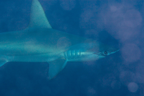 Scalloped Hammerhead