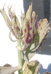 Kalanchoe marmorata
