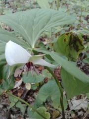 Trillium