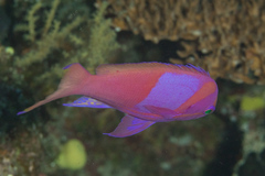 Pseudanthias pleurotaenia