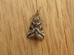 Phanomorpha dapsilis