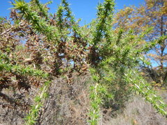 Aspalathus astroites