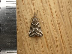 Phanomorpha dapsilis