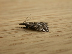 Phanomorpha dapsilis