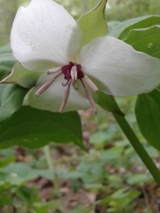 Trillium