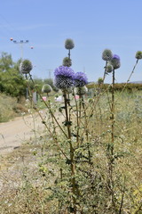 Echinops adenocaulos