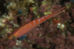 Pyronotanthias lori