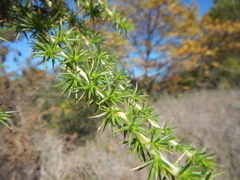 Aspalathus astroites