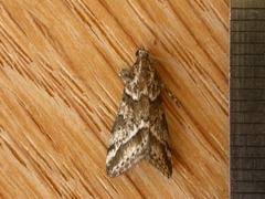 Phanomorpha dapsilis