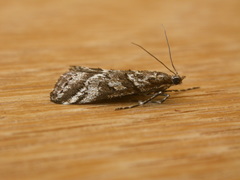 Phanomorpha dapsilis
