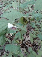 Trillium