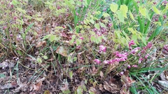 Epimedium × rubrum