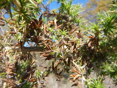 Aspalathus astroites