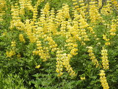 Lupinus densiflorus aureus