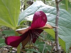 Trillium