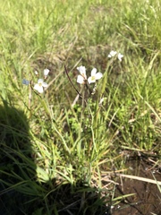 Cardamine penduliflora