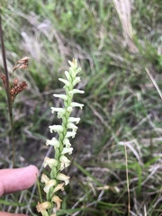 Spiranthes praecox