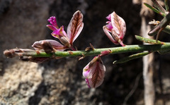 Polygala negevensis