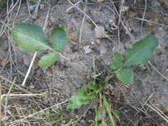Lichtensteinia obscura