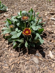 Gaillardia aristata